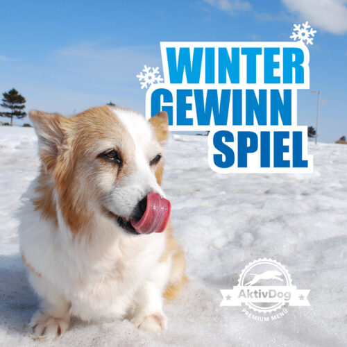 Das AktivDog Winter-Gewinnspiel