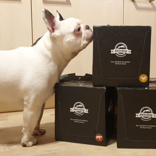 French Bulldog Rascal liebt AktivDog Hundefutter