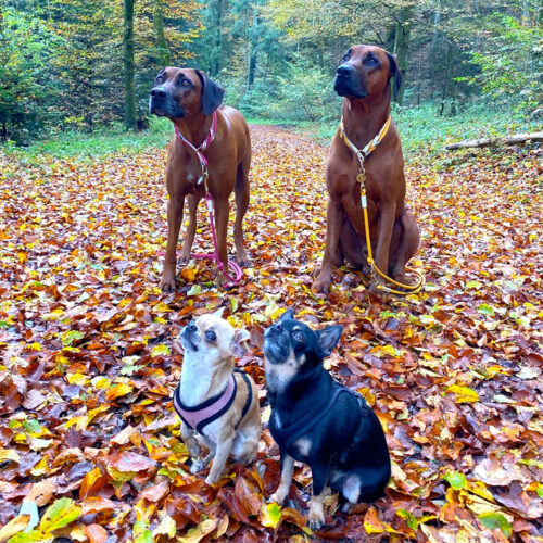 Das Viererrudel wartet auf die AktivDog Leckerlis