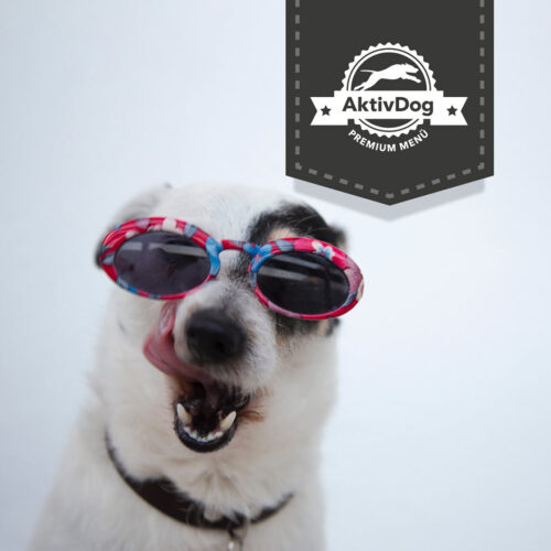 National Dog Day in den USA und auf www.aktivdog.ch