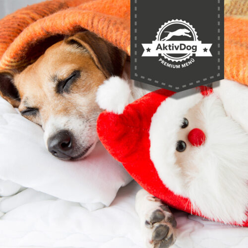 Weihnachtszeit mit AktivDog – Schweizer Hundefutter