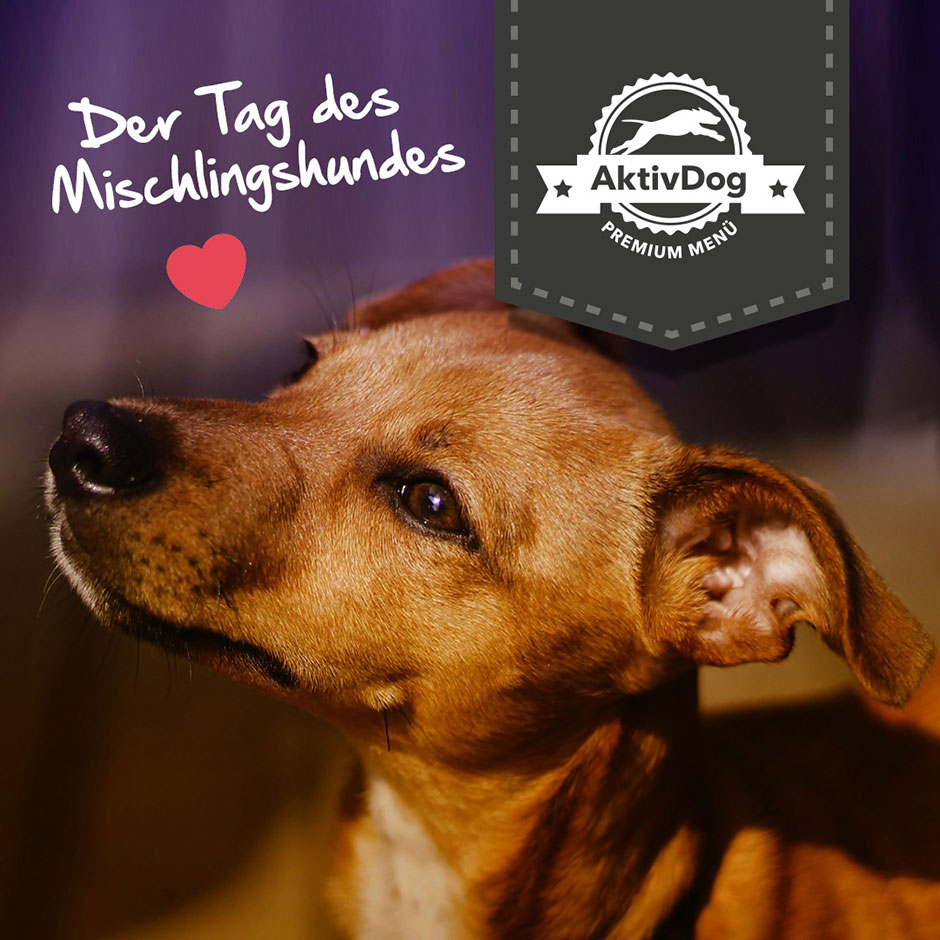 33_Tag_des_Mischlings
