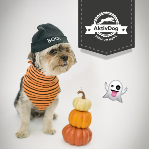 Happy Halloween wünscht das ganze AktivDog Hundefutter Team in Frümsen Schweiz