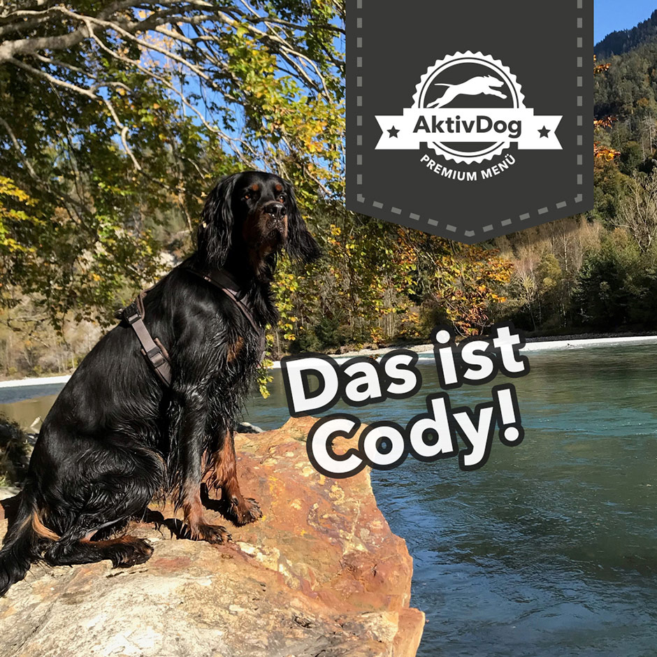 Cody, der Gordon Setter, liebt das AKtivDog Frischftter für Hunde