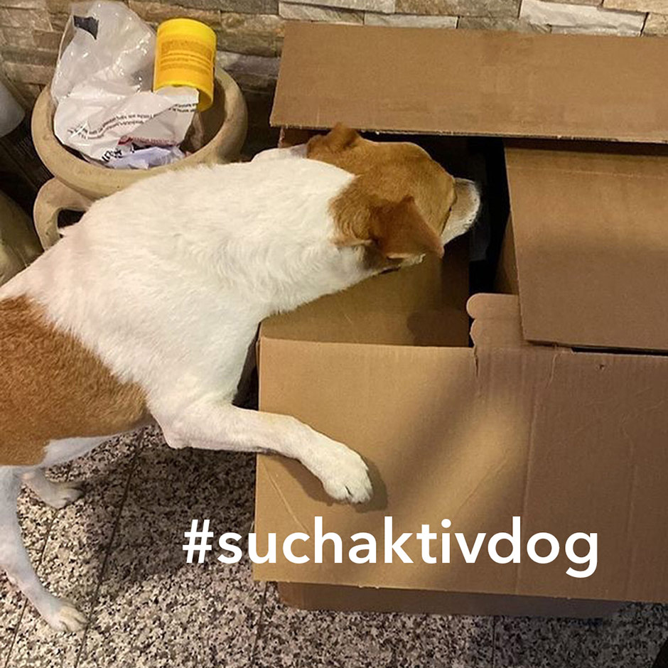 Trafo such nach seinem Lieblingsfutter – AktivDog schweizer High Quality Hundefutter