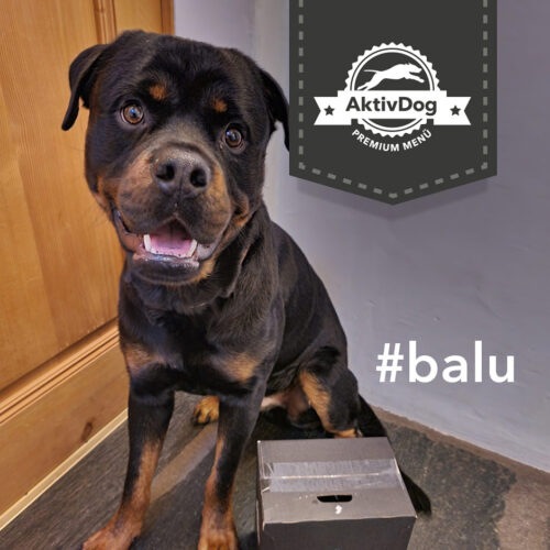 Rottweiler Balu liebt sein AktivDog Schweizer Hundefutter