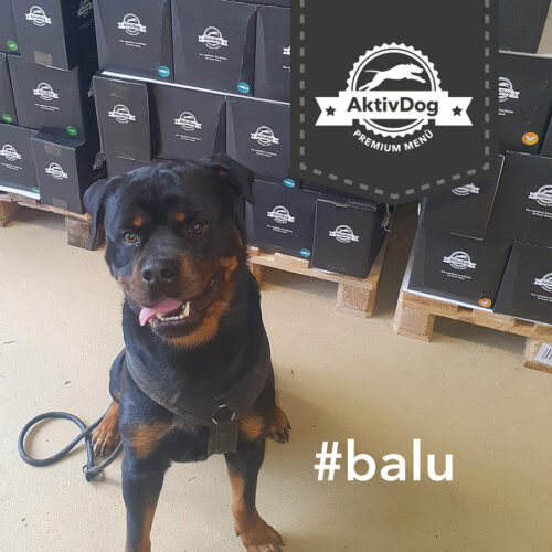 Rottweiler Balu liebt sein AktivDog Hundefutter ohne Zusatzstoffe