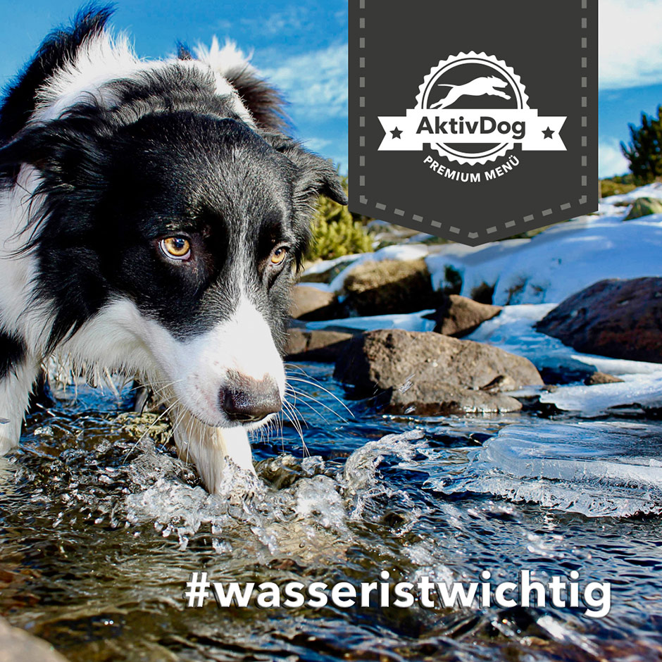 Tipps für Frauchen und Herrchen tum Thema Wasser von AktivDog Hundefutter